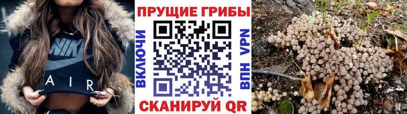Псилоцибиновые грибы Cubensis  Дивногорск 